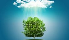 我变成了一棵树