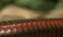 做一条幸福的蚯蚓