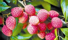 挂在枝上的绿橘