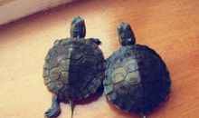 我最喜欢的巴西龟