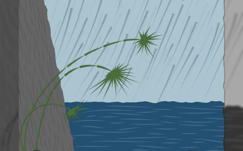 雨中的草