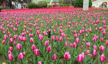 让人敬佩的花儿