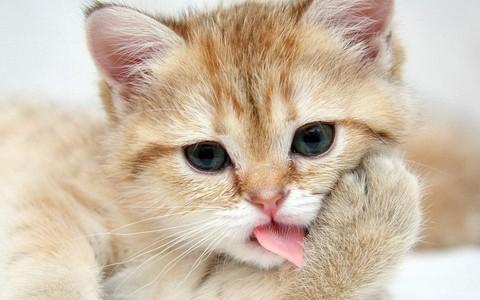 我最喜欢的小猫