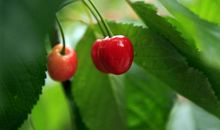 我爱校园的樱桃