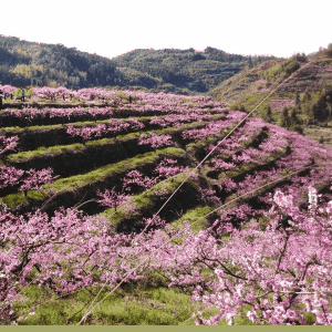 桃花森林