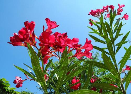 未被注意的“花”