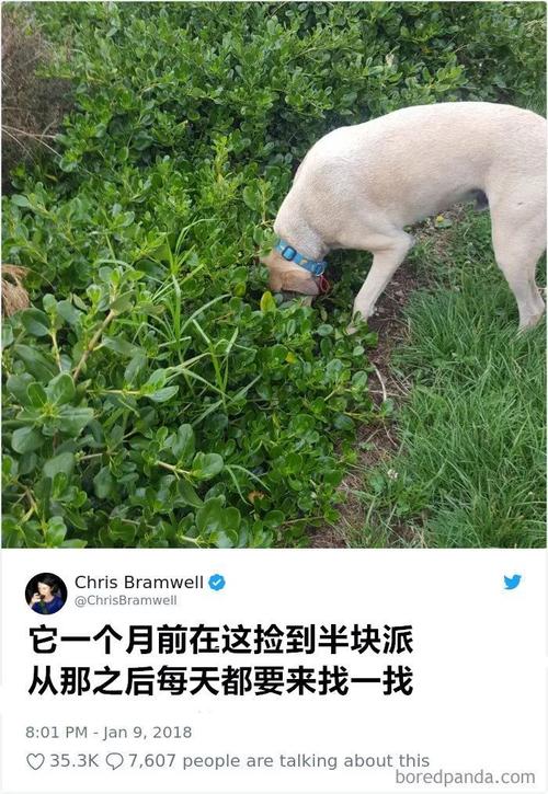 关于养狗的有趣事实
