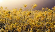 谢谢你那一缕沁人的微风