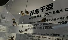 秦皇岛鸟博观后感