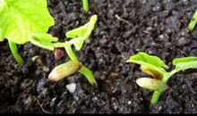 花生发芽观察日记