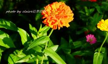 愿“梦想”如花般绽放