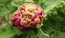 在未知中觅得满城花开