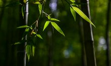 淡淡清香润我心