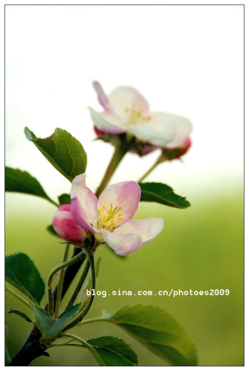 我爱苹果花