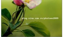 我爱苹果花