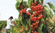 我是一棵樱桃树