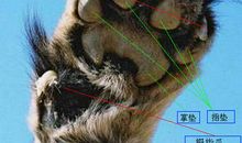 假如我是一只猎豹