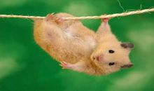 没有仓鼠的时候