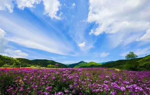 阵阵花香