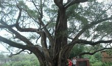 我家门口的大榕树