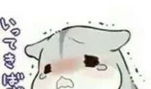 哥哥家的小仓鼠