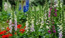 月似流水情如歌