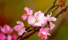 听那是春的声音