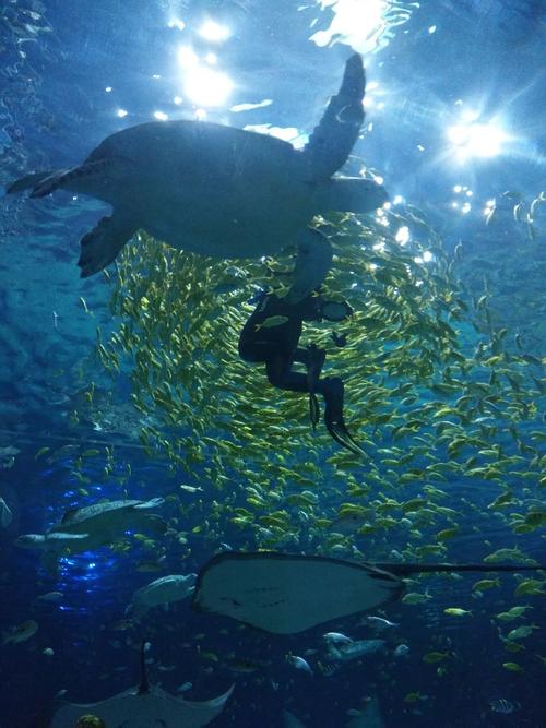 海洋公园旅行