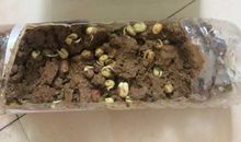 黄豆的成长日记