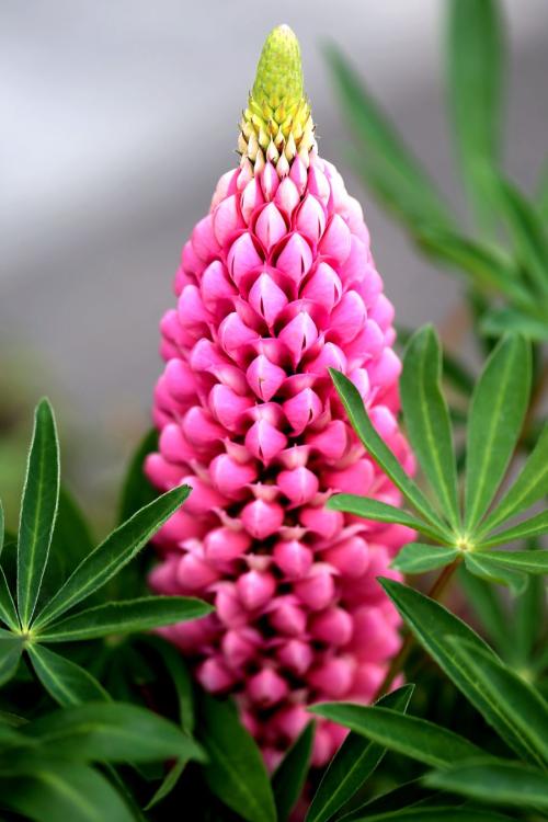 母爱之花