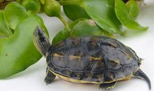 我的宠物小乌龟