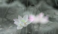 你若盛开清香自来