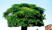 我是这样一棵树