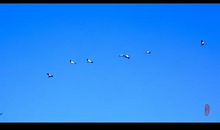 那群大雁在我心中