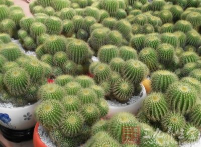我喜欢仙人掌