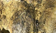 来自地心的呼唤