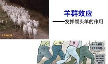 羊群效应