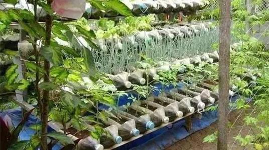 我最喜欢的一道菜