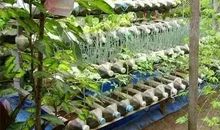 我最爱的一种菜