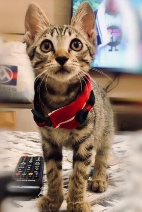 奶奶的小猫