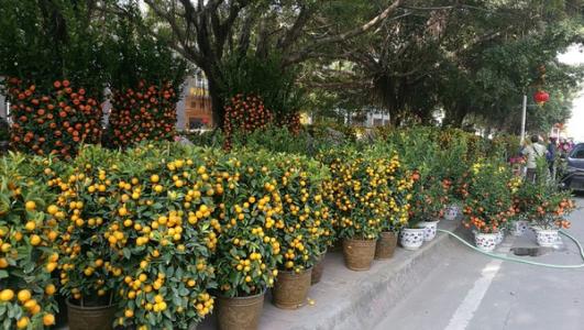 非凡的春节