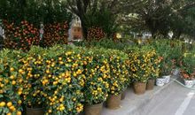 非同一般的春节