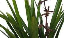 我的植物朋友兰花