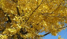 秋天其实很温情