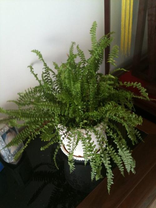 我的植物