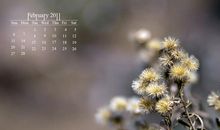 开在记忆深处的一朵花