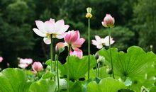 心房中的“花”儿