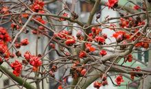 和木棉花说话的孩子读后感