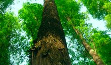 我心中的那棵树