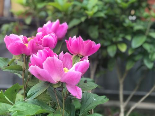 那些花向日葵
